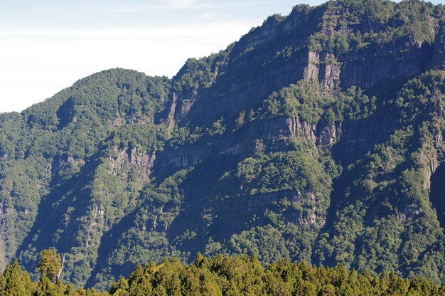 Scenic view of forest against sky