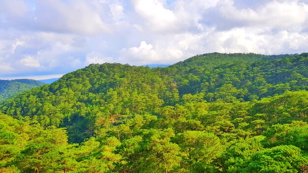 Scenic view of forest against sky