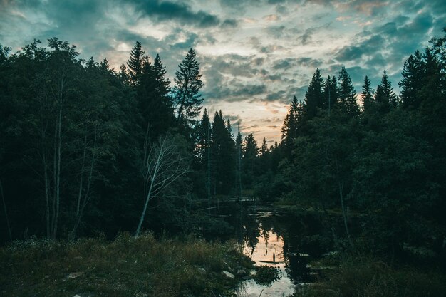 Photo scenic view of forest against sky