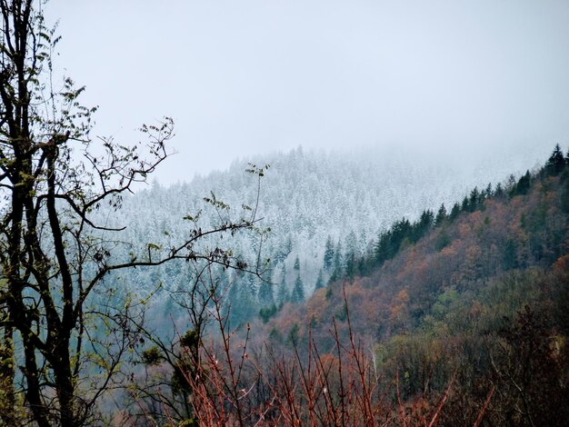 Scenic view of forest against sky