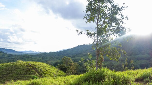 Photo scenic view of forest against sky