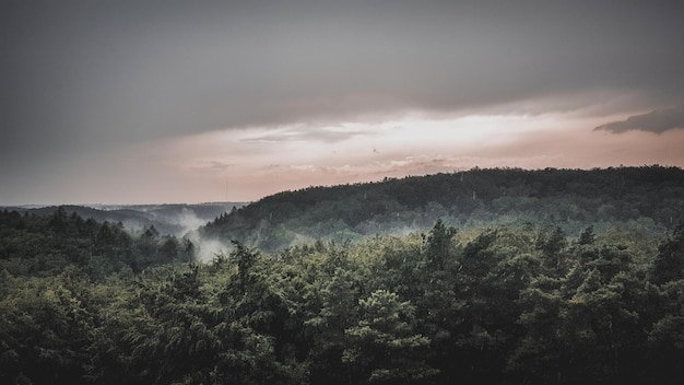 空に照らされた森の景色