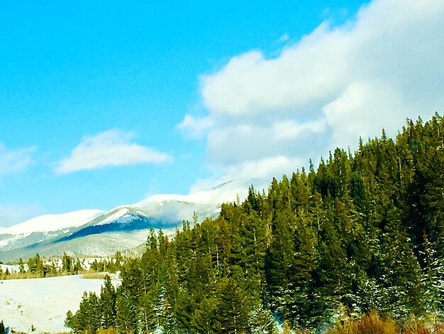 Scenic view of forest against sky