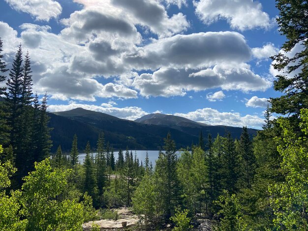 Scenic view of forest against sky