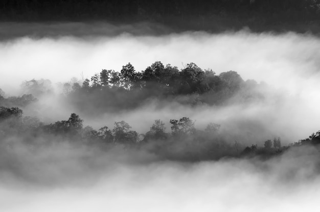 Photo scenic view of forest against sky