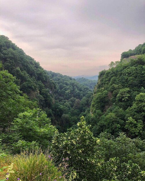 Scenic view of forest against sky