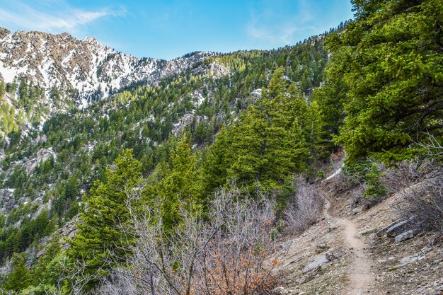 Foto vista panoramica della foresta contro il cielo