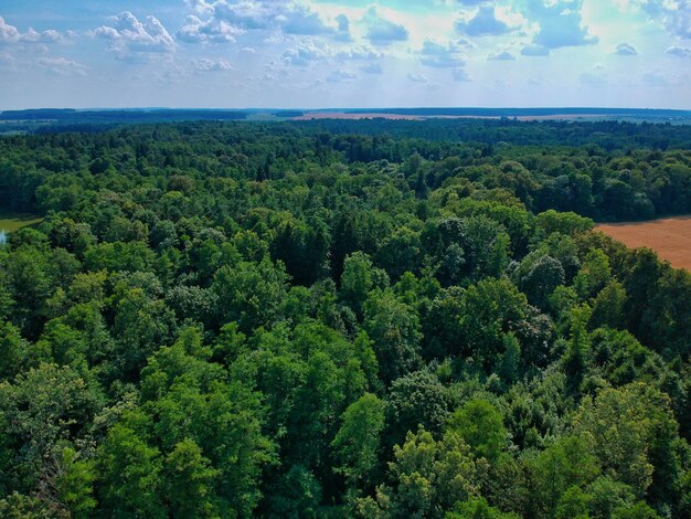 Foto vista panoramica della foresta contro il cielo