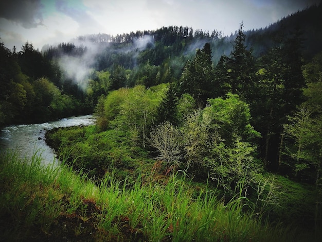 Photo scenic view of forest against sky