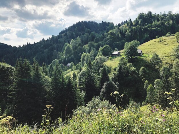 Scenic view of forest against sky