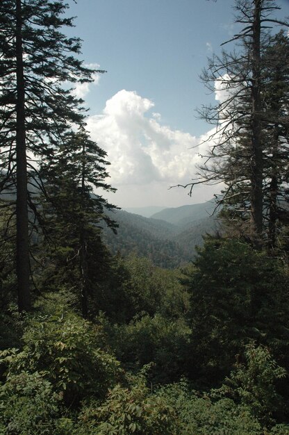 Scenic view of forest against sky