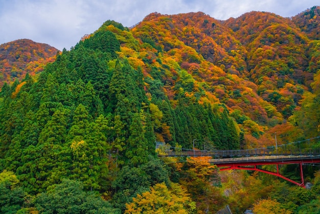 秋 の 森 の 景色