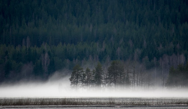 Scenic view of forest during foggy weather