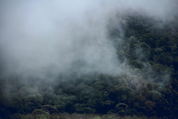 霧の天気中の森の景色