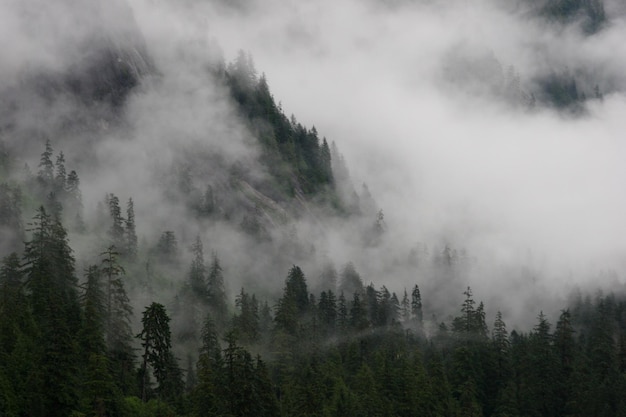 scenic view of forest in foggy weather