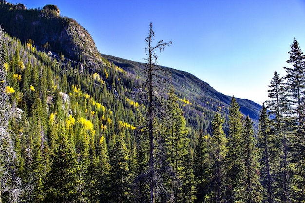 Foto la vista panoramica della foresta e delle montagne