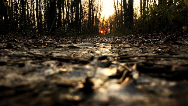 Photo scenic view of forest at sunset