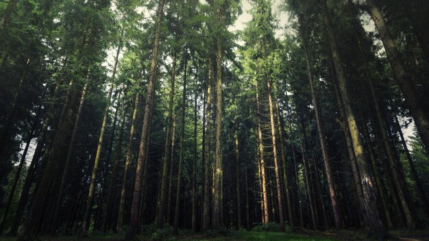 Scenic view of forest