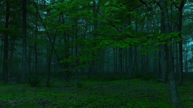 Scenic view of forest