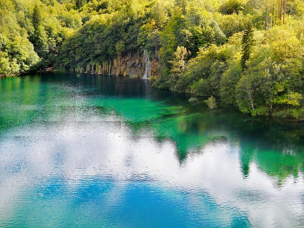 Foto la vista panoramica della foresta