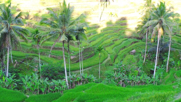 Scenic view of forest