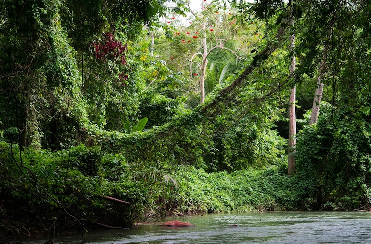 Photo scenic view of forest