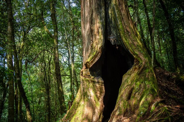 Foto la vista panoramica della foresta