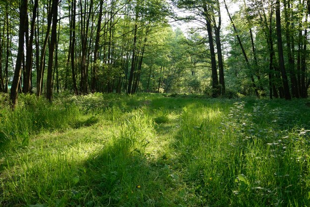 Photo scenic view of forest