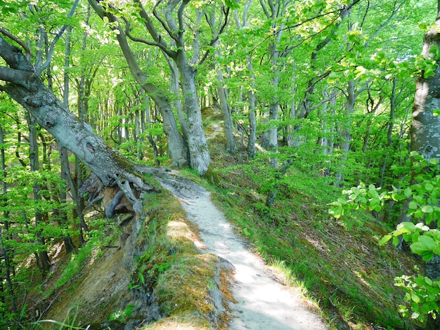 Scenic view of forest