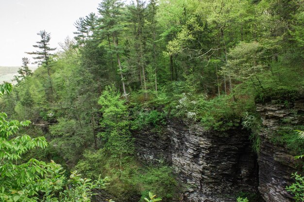 Scenic view of forest