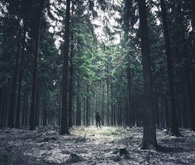 scenic view of forest