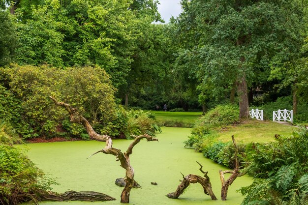 Foto la vista panoramica della foresta