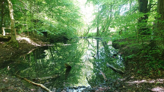 Scenic view of forest