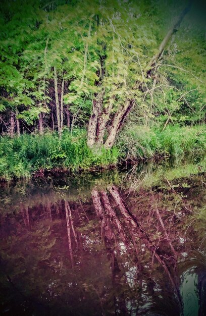 Scenic view of forest