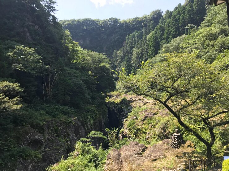 Photo scenic view of forest