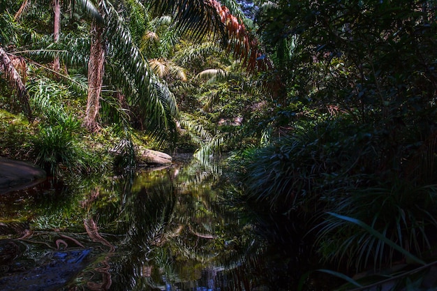 Foto la vista panoramica della foresta