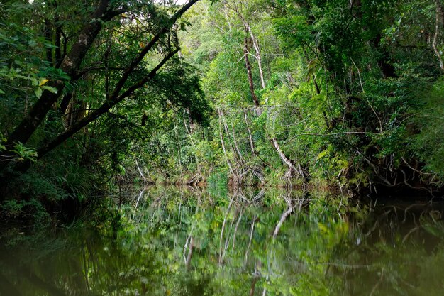 Photo scenic view of forest