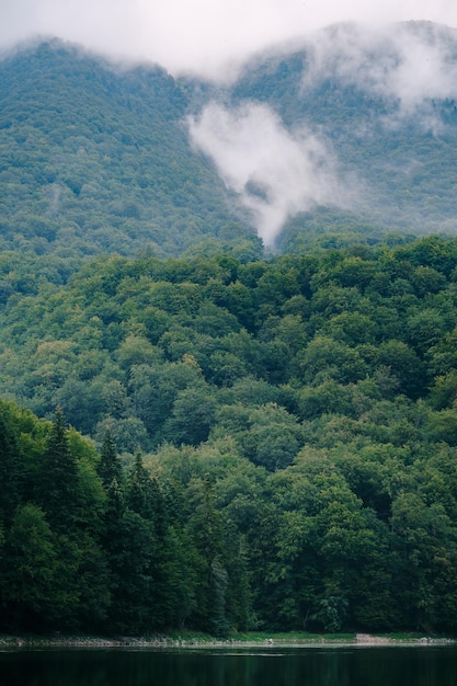 Photo scenic view of forest