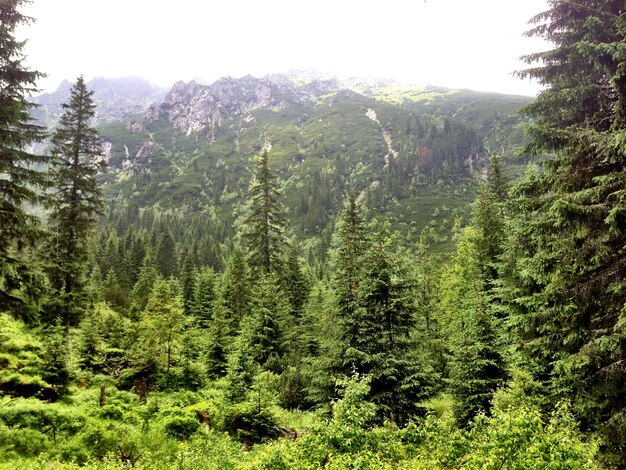 Foto la vista panoramica della foresta