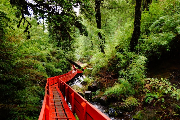 Foto la vista panoramica della foresta