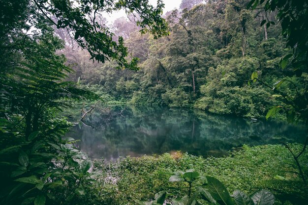 Photo scenic view of forest