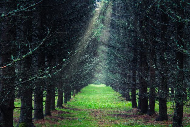 Photo scenic view of forest