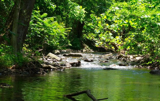 Scenic view of forest