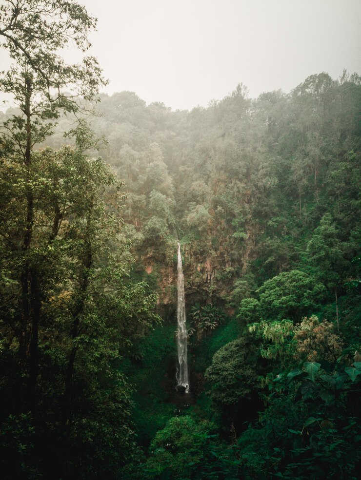 Photo scenic view of forest