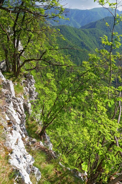 Photo scenic view of forest