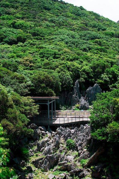 Foto la vista panoramica della foresta