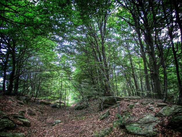 Scenic view of forest