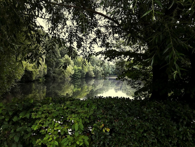 Scenic view of forest