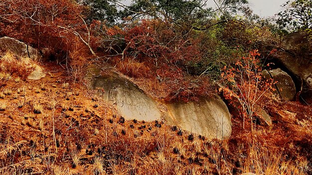 Scenic view of forest