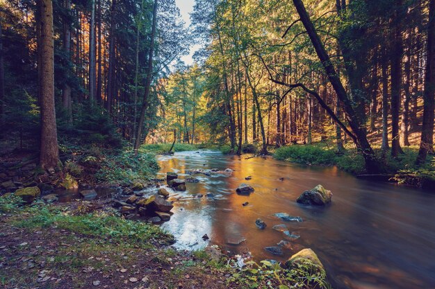 Photo scenic view of forest